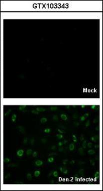 Dengue virus Capsid protein antibody