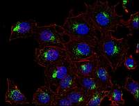CD63 antibody [MEM-259] (PerCP)