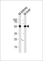 Casein Kinase I gamma 3 antibody