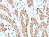 Villin antibody [VIL1/2310R]