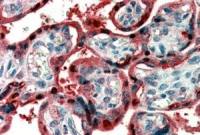 Ghrelin preproprotein antibody, C-term