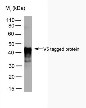 V5 tag antibody [SV5-Pk3]