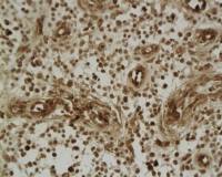 beta 2 Defensin antibody