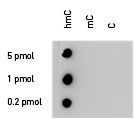 5-Hydroxymethylcytosine / 5-hmC antibody - MeDIP grade