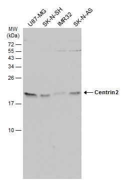 Centrin 2 antibody