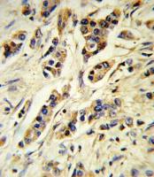 IL10 antibody, Internal