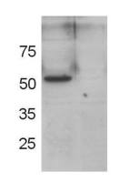 GRASP55 antibody