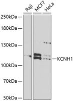 KCNH1 antibody