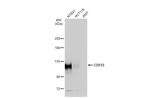 CD133 antibody [N1C1]