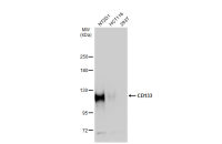 CD133 antibody [N1C1]