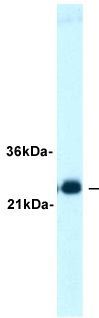 RAB3A antibody, C-term
