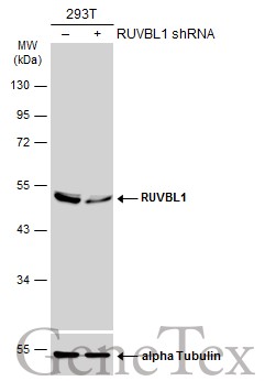 RUVBL1 antibody
