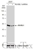 RUVBL1 antibody