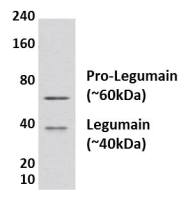 Legumain antibody [46I3]