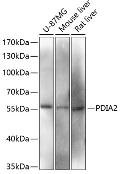 PDIA2 / PDIP antibody
