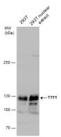 Transcription Termination Factor 1 antibody