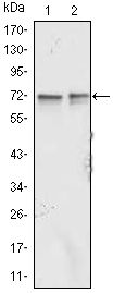 FMRP antibody [4G9]
