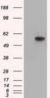 TXA synthase antibody [2C1]