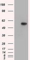 TXA synthase antibody [2C1]