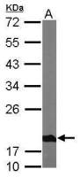 NDUFS4 antibody
