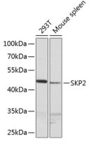 SKP2 antibody