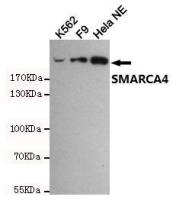 BRG1 antibody [6D7]