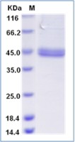 Human Coagulation factor III/Tissue Factor protein, His tag