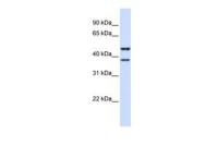 TMEM135 antibody, N-term