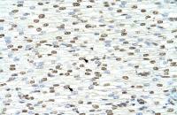 HNRPA3 antibody, N-term