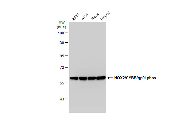 NOX2 / gp91phox antibody [GT1225]