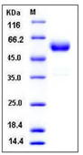 Mouse CTLA4 protein, human IgG1 Fc tag (active)