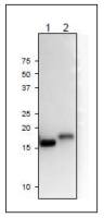 Ferredoxin 2 antibody
