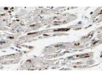 Iaspp antibody