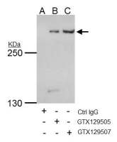 TRRAP antibody