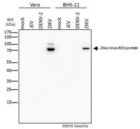 Zika virus NS3 protein antibody