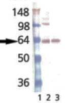 Synaptotagmin antibody [ASV30]