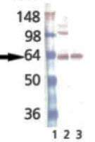 Synaptotagmin antibody [ASV30]