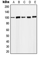 MCM4 (phospho Ser54) antibody