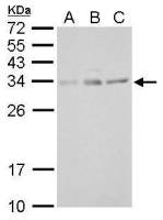 UCP4 antibody