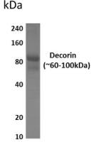 Decorin antibody [11F32]