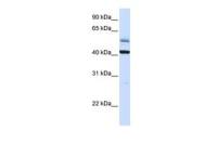 ARMCX1 antibody, C-term