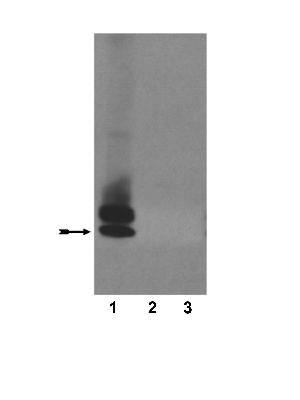 beta Amyloid (1-40) antibody [4H308]