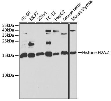 Histone H2A.Z antibody