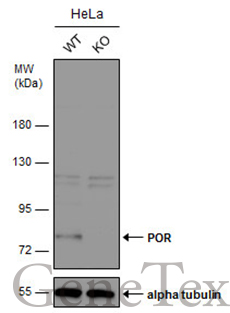 POR antibody [N2C2], Internal