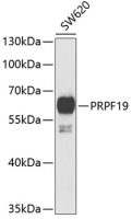 PRP19 antibody