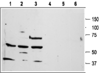 Thrombin Receptor antibody