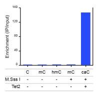 5-Carboxylcytosine / 5-caC antibody