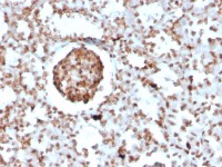 BrdU antibody [BRD2888R]