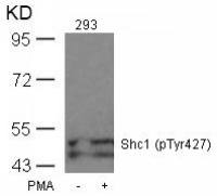 SHC1 (phospho Tyr317) antibody
