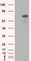 C17orf28 antibody [2F4]